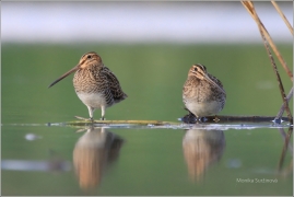<p>BEKASINA OTAVNÍ (Gallinago gallinago) Českobudějovicko ----- /Common snipe - Bekassine/</p>